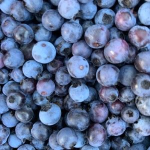 Meet your Posher, Jane